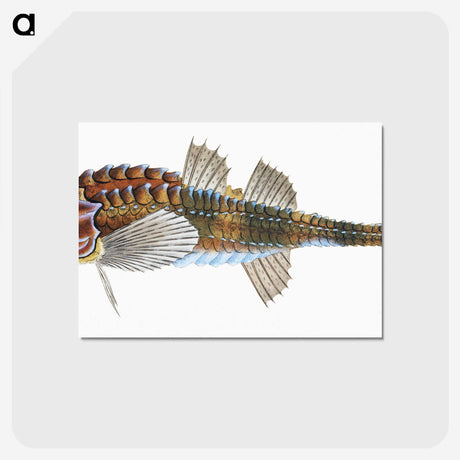 1-83_The-Natural-History-of-British-Fishes_postcard