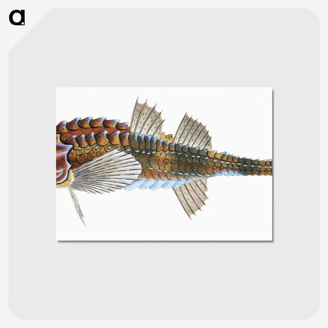 1-83_The-Natural-History-of-British-Fishes_postcard
