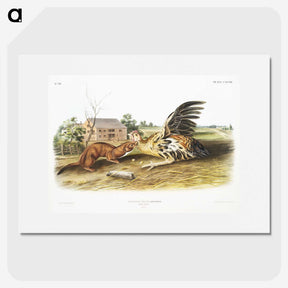 1-83_The-Viviparous-Quadrupeds_picture