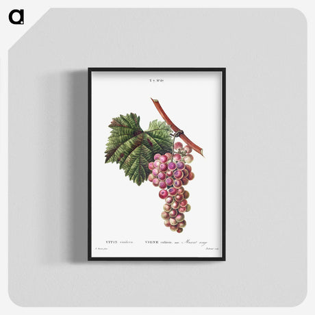1-83_Treatise-on-Trees-and-Shrubs_blk-crop