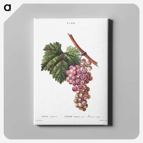 1-83_Treatise-on-Trees-and-Shrubs_canvas