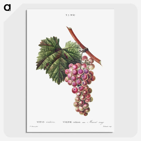 1-83_Treatise-on-Trees-and-Shrubs_picture-crop