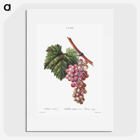 1-83_Treatise-on-Trees-and-Shrubs_picture