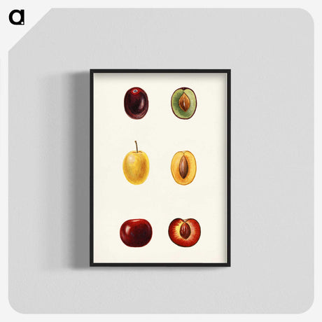 1-83_USDA-Watercolor-Fruit-Painting-Collection_blk-crop