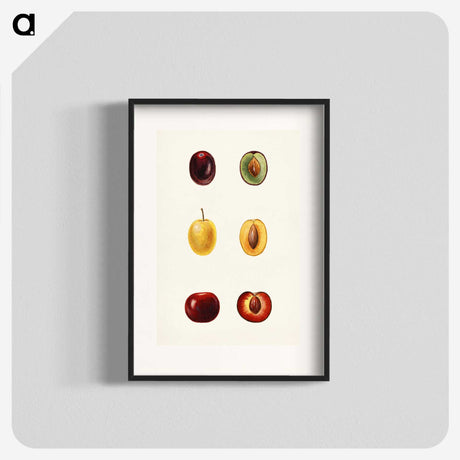 1-83_USDA-Watercolor-Fruit-Painting-Collection_blk