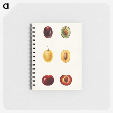 1-83_USDA-Watercolor-Fruit-Painting-Collection_memo