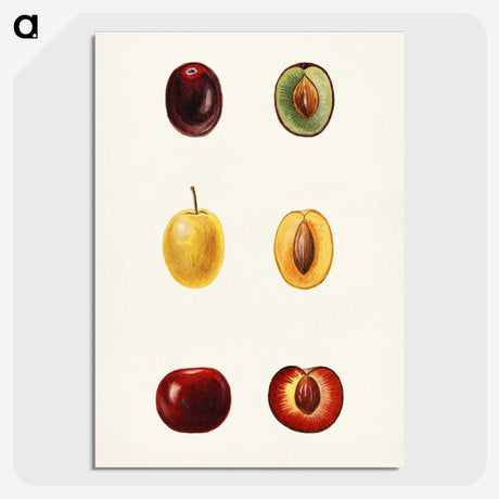 1-83_USDA-Watercolor-Fruit-Painting-Collection_picture-crop