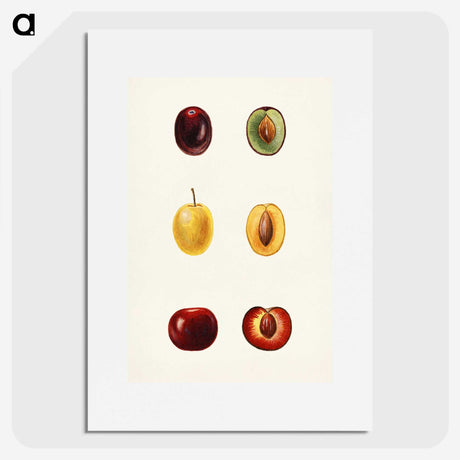 1-83_USDA-Watercolor-Fruit-Painting-Collection_picture
