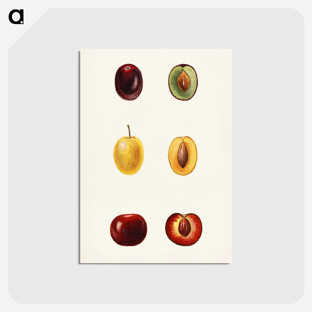 1-83_USDA-Watercolor-Fruit-Painting-Collection_postcard