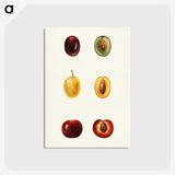 1-83_USDA-Watercolor-Fruit-Painting-Collection_postcard