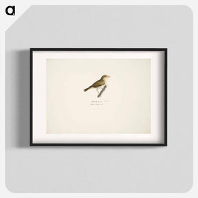 アートポスター-Common chiffchaff - ヴィルヘルム フォン ライト Poster.