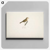 Common chiffchaff - ヴィルヘルム フォン ライト Canvas.