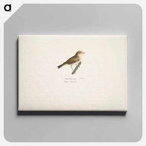 アートパネル-Common chiffchaff - ヴィルヘルム フォン ライト Canvas.