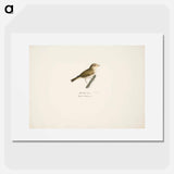 Common chiffchaff - Wilhelm von Wright Poster.