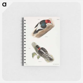アートメモ帳-The Red-headed Woodpecker (Picus erythrocephalus) 35. The Downy Woodpecker (Picus pubescens) - ニューヨークの動物学 Memo.