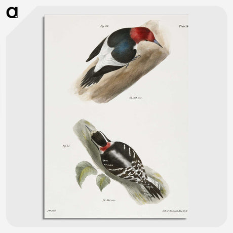 1-83_Zoology-of-New-York_picture-crop