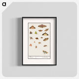 Butterflies and moths - アンセルムス ボエティウス デ ブート Poster.