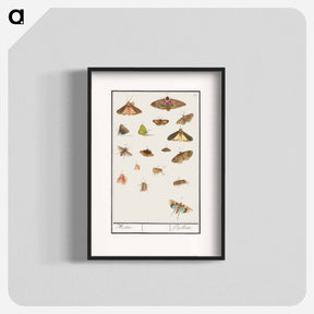 アートポスター-Butterflies and moths - アンセルムス ボエティウス デ ブート Poster.
