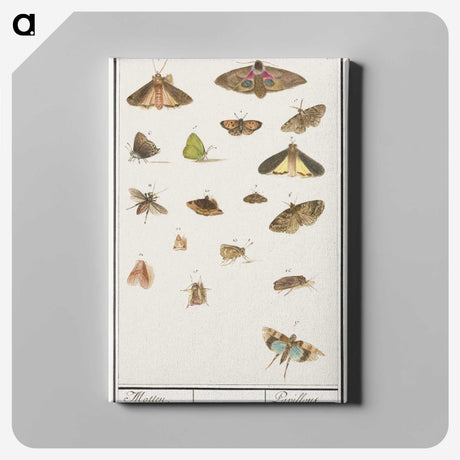 1-84_Anselmus-Boetius-de-Boodt_canvas