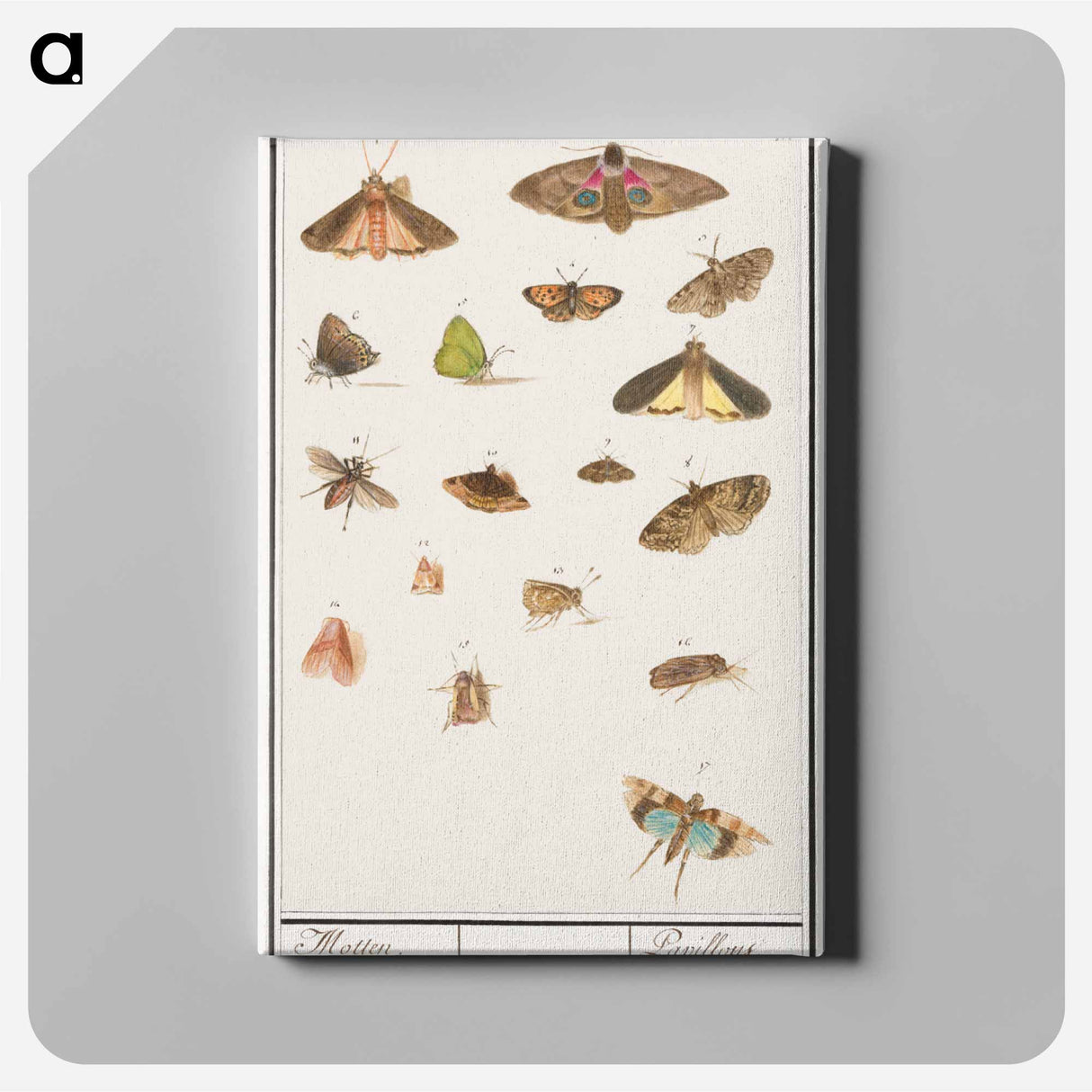 Butterflies and moths - アンセルムス ボエティウス デ ブート Canvas.