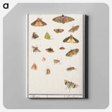 Butterflies and moths - アンセルムス ボエティウス デ ブート Canvas.