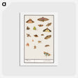 アートポストカード-Butterflies and moths - アンセルムス ボエティウス デ ブート Postcard.