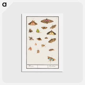 アートポストカード-Butterflies and moths - アンセルムス ボエティウス デ ブート Postcard.