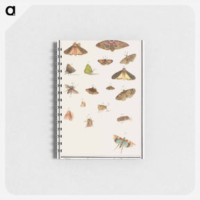 アートメモ帳-Butterflies and moths - アンセルムス ボエティウス デ ブート Memo.