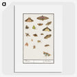 1-84_Anselmus-Boetius-de-Boodt_picture