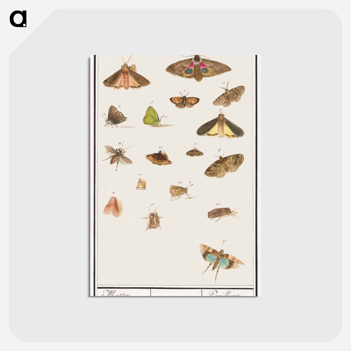 アートポストカード-Butterflies and moths - アンセルムス ボエティウス デ ブート Postcard.