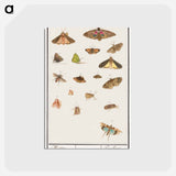 アートポストカード-Butterflies and moths - アンセルムス ボエティウス デ ブート Postcard.