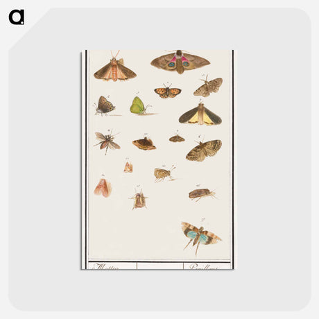 アートポストカード-Butterflies and moths - アンセルムス ボエティウス デ ブート Postcard.