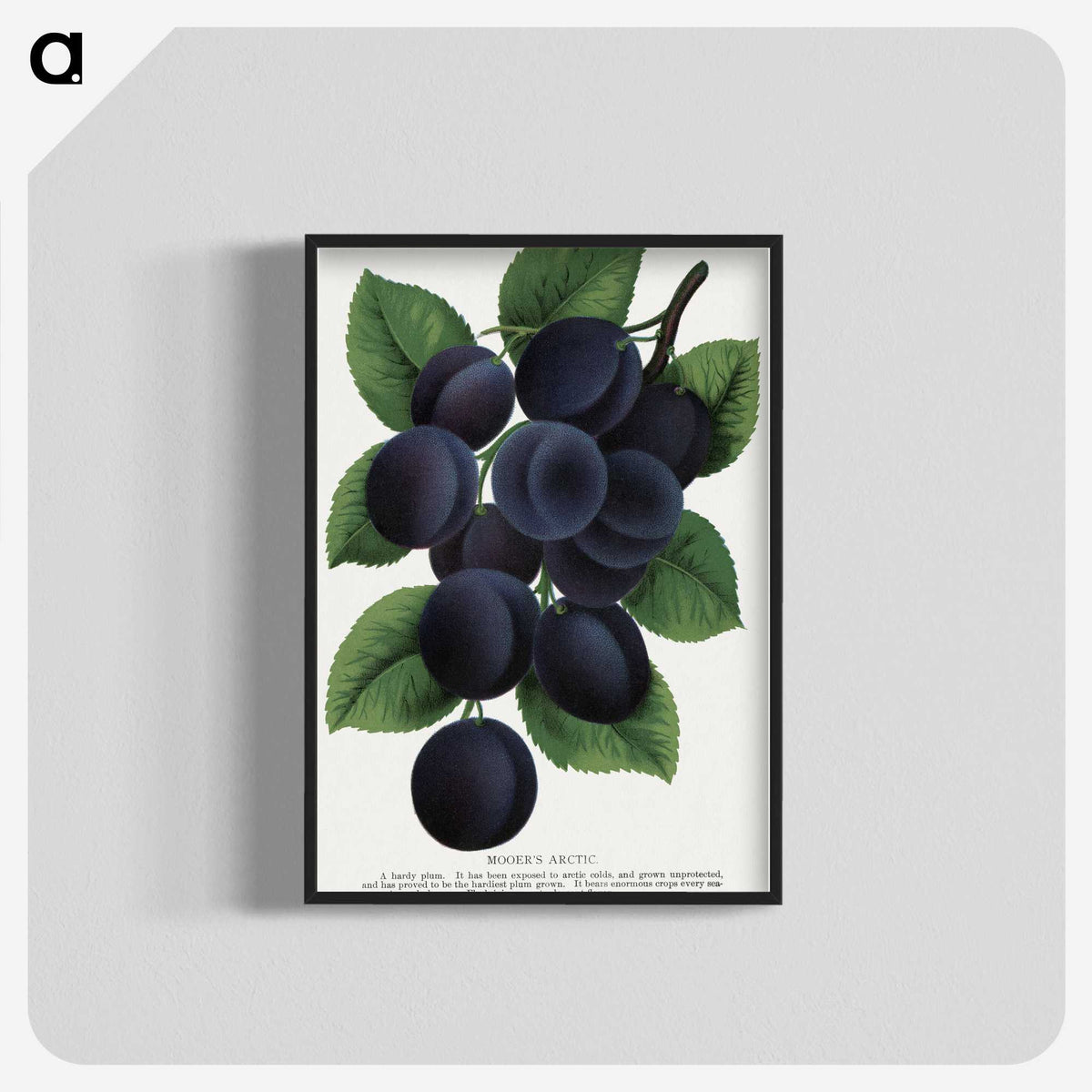 1-84_Botanical-Specimen-Plates_blk-crop