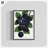 1-84_Botanical-Specimen-Plates_blk-crop