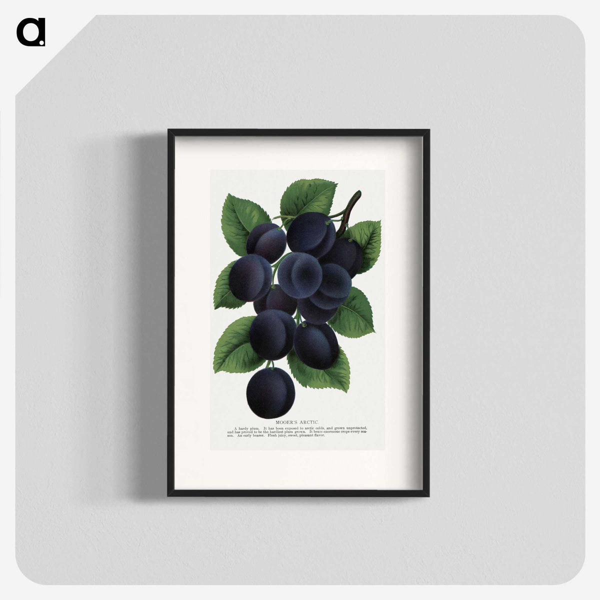 1-84_Botanical-Specimen-Plates_blk