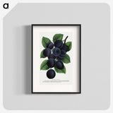 1-84_Botanical-Specimen-Plates_blk