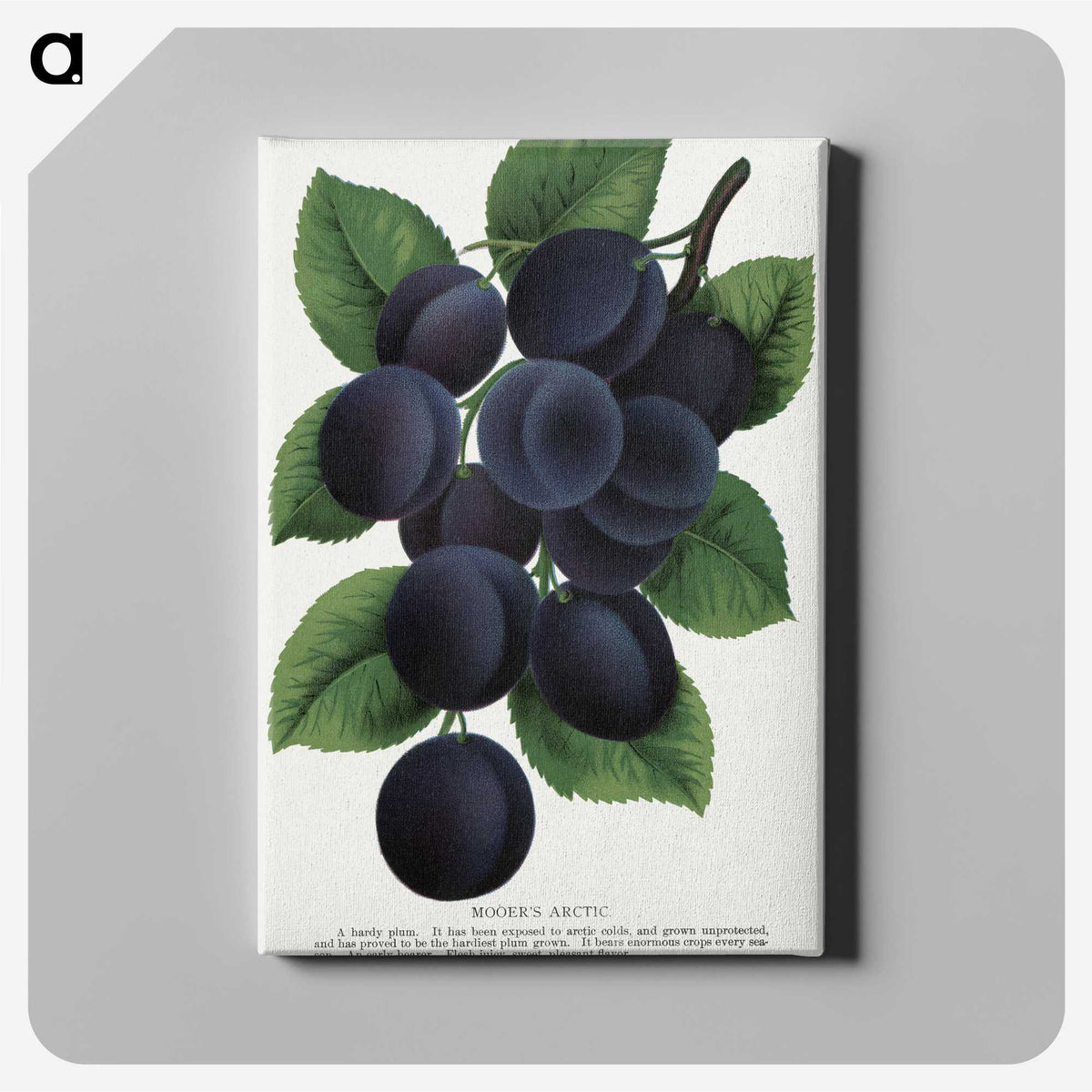 1-84_Botanical-Specimen-Plates_canvas