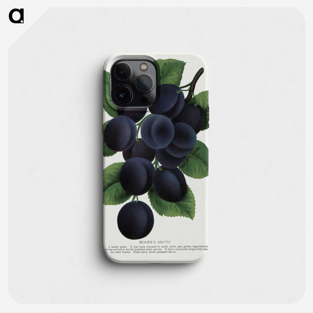1-84_Botanical-Specimen-Plates_phone