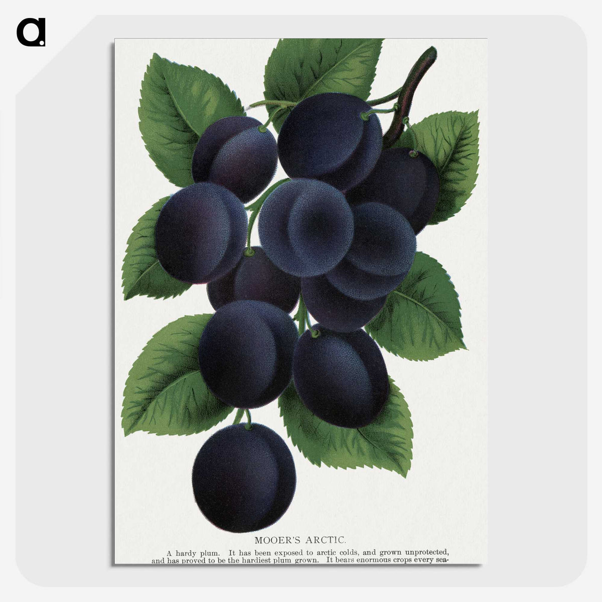 1-84_Botanical-Specimen-Plates_picture-crop