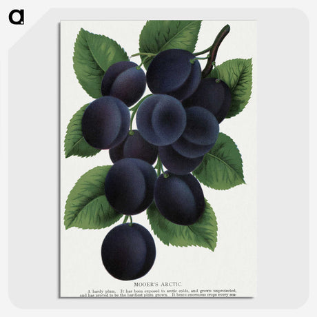 1-84_Botanical-Specimen-Plates_picture-crop