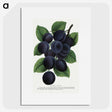 1-84_Botanical-Specimen-Plates_picture
