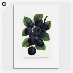 1-84_Botanical-Specimen-Plates_picture