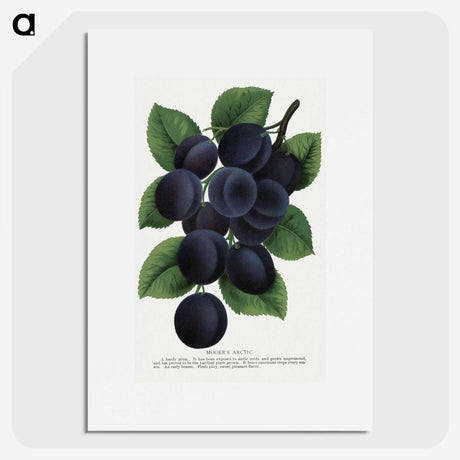 1-84_Botanical-Specimen-Plates_picture