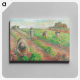 The Beet Harvest - Camille Pissarro Canvas.