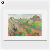 The Beet Harvest - Camille Pissarro Poster.