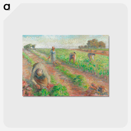 アートポストカード-The Beet Harvest - カミーユ ピサロ Postcard.