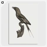 1-84_Des-Oiseaux-de-Paradis_picture-crop