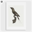 1-84_Des-Oiseaux-de-Paradis_picture