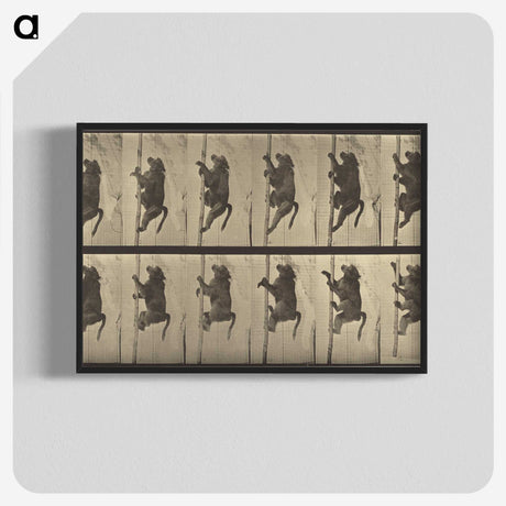 1-84_Eadweard-Muybridge_blk-crop