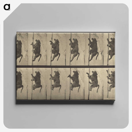 1-84_Eadweard-Muybridge_canvas